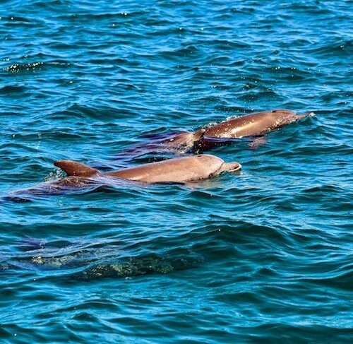 Watamu marine park