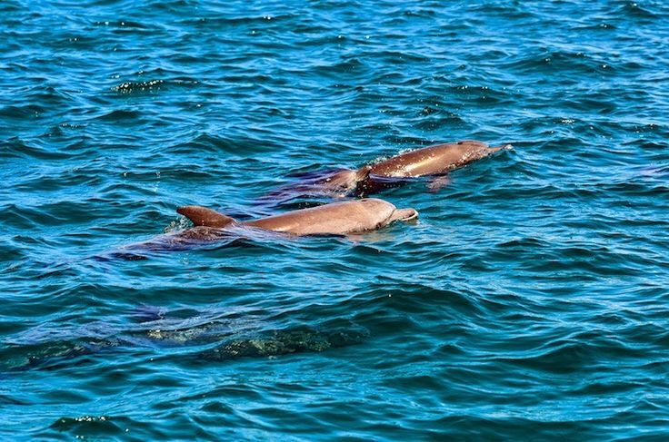 Watamu marine park