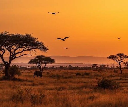 Golden sunset safari view