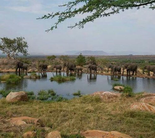 Elephants gathering at swamp water source