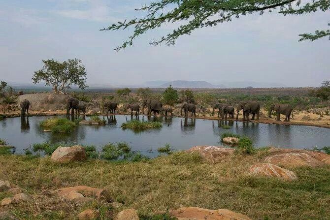 Elephants gathering at swamp water source