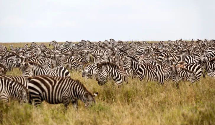 Zebra herd in Maasai Mara