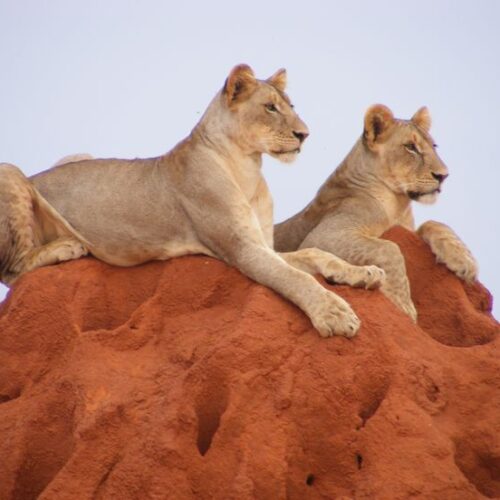 Lions resting on a termite hill in Tsavo East National park