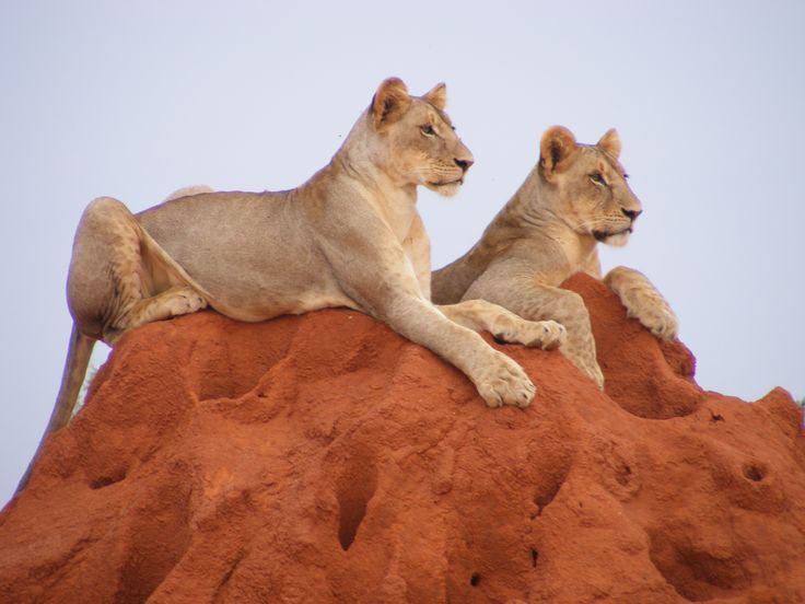 Lions in Tsavo National park