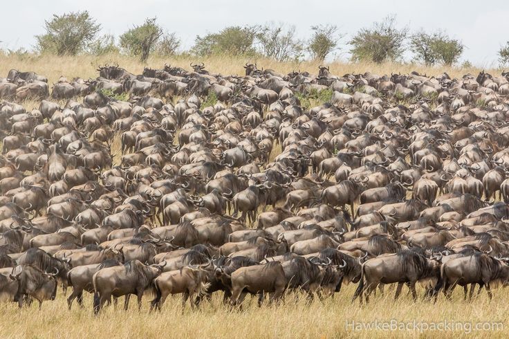 Kenya Great Migration Wildlife spectacle