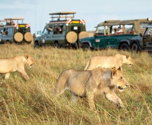 Lions spotted in Maasai Mara National Reserve