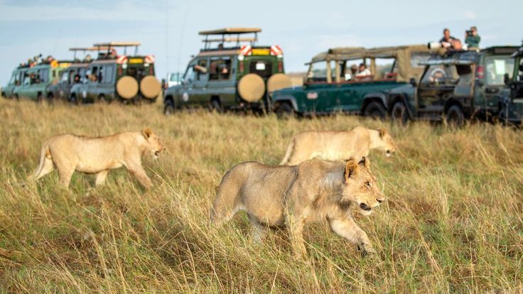 wildlife safari in Maasai Mara