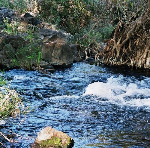 Tsavo West safari Mzima springs