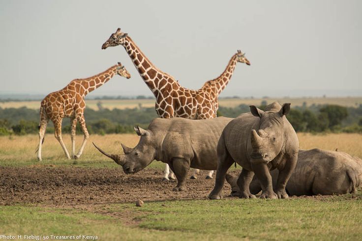Wildlife experience at Ol Pejeta