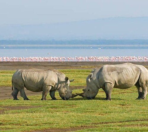 White rhino at lake Nakuru National park