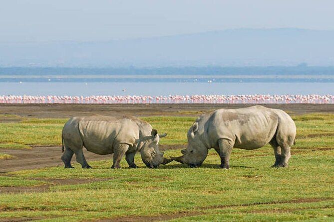 White rhino at lake Nakuru National park