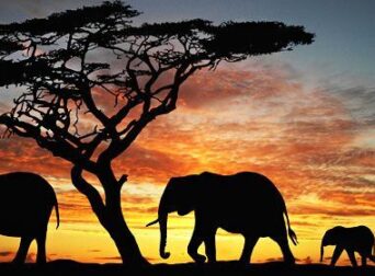 Kenya Travel Itinerary