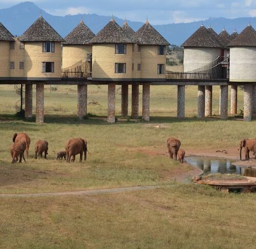 salt lick safari lodge
