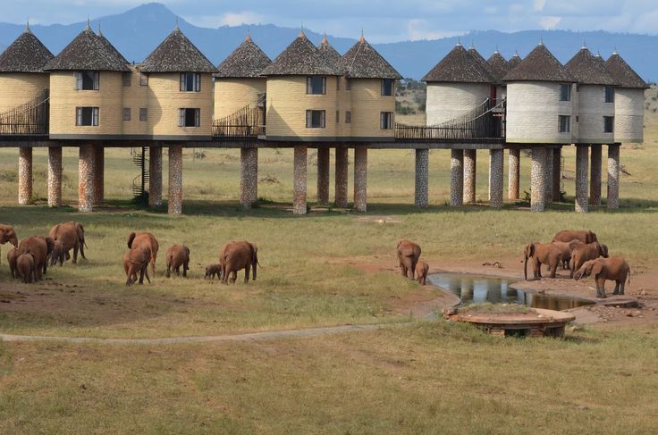 salt lick safari lodge