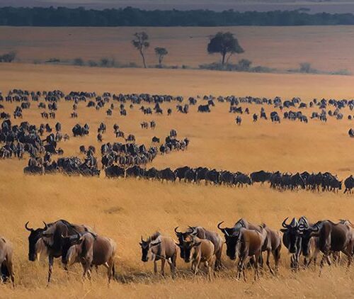 Wildebeest Migration in Maasai Mara National Reserve