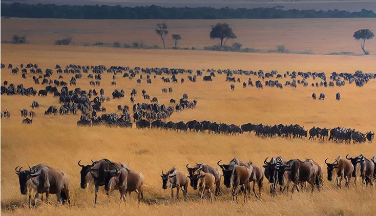 Wildebeest crossing during migration