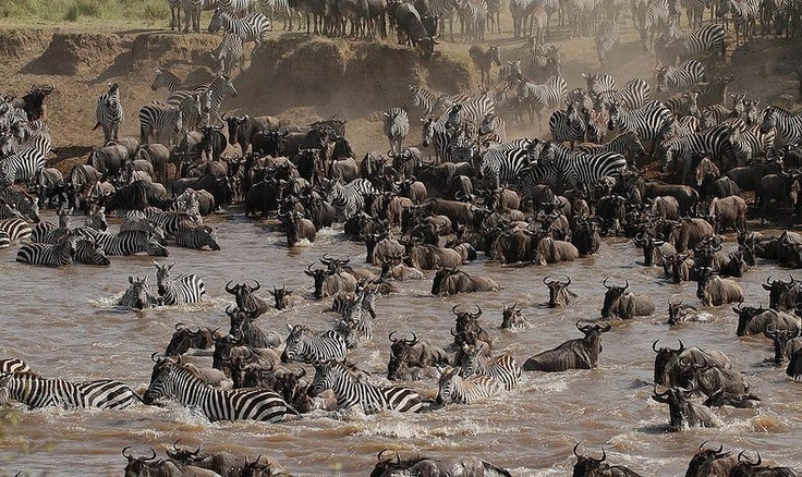 Animals crossing the Mara river