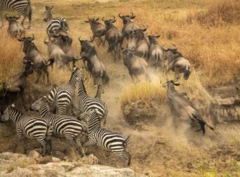 Zebras Migrate with wildebeest