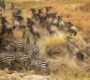 Zebras Migrate with wildebeest