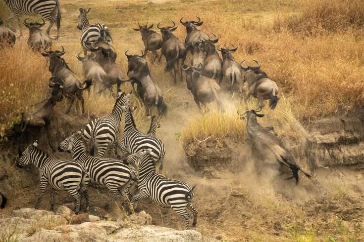 Zebras Migrate with wildebeest