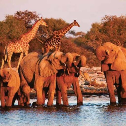 Tsavo east safari red elephants