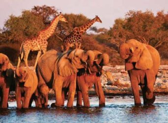 Tsavo East VS Tsavo West safari