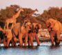Tsavo East VS Tsavo West safari