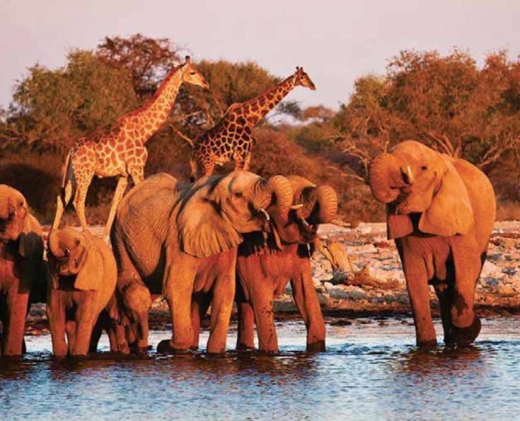 Tsavo East VS Tsavo West safari
