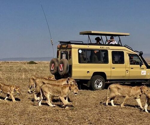 Lions during game drive in Maasai Mara National Reserve