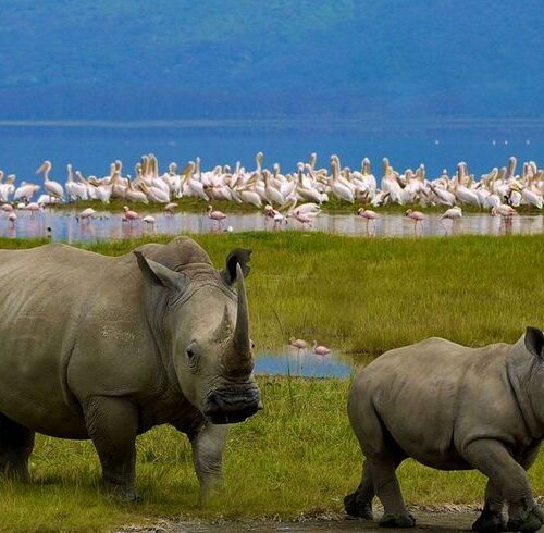 White rhino in Lake Nakuru National park