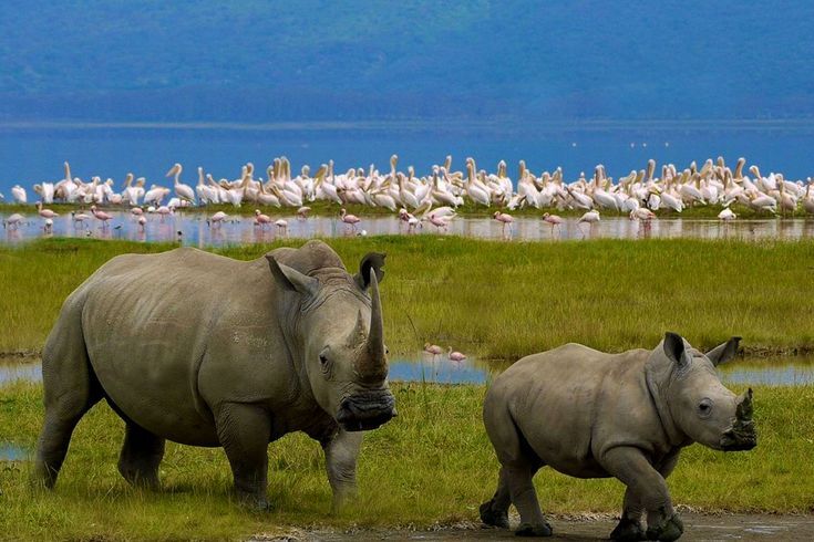 White rhino in Lake Nakuru National park