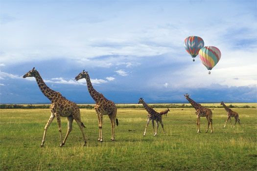 Giraffes seen during a family safari in Maasai Mara