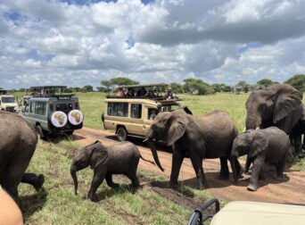 Maasai Mara Private safari game drive