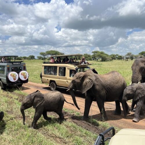 Safari vehicles during a game drive in Amboseli National park