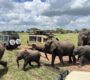 Best Kenya safari packages for first-time visitors
