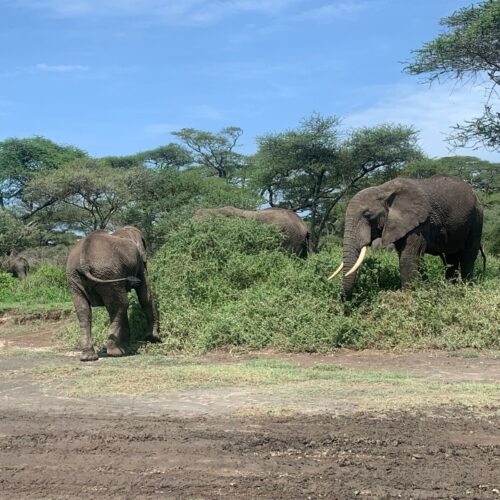 Elephants seen during a Mikumi Selous safari