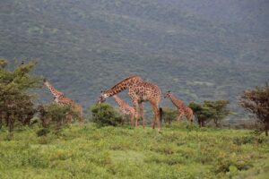 Giraffes grazing in Tanzania's savannah