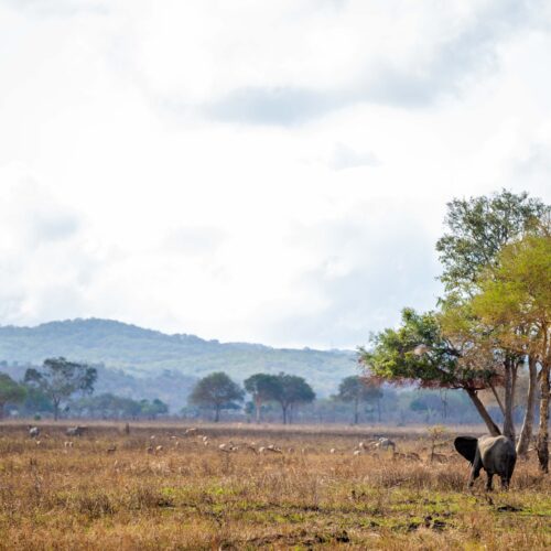 Mikumi National Park landscape on a Tanzania safari
