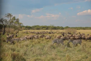 Mikumi National Park wildlife on a Tanzania safari