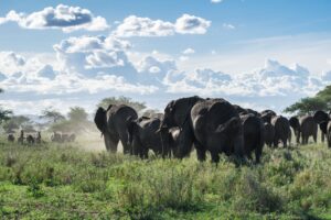 Elephants in Ruaha National park Tanzania