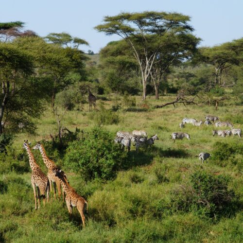 Giraffes and Zebras in Tanzania's savannah