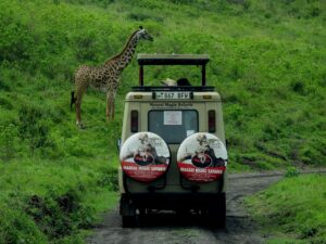 Guided game drive during a Ruaha Mikumi safari